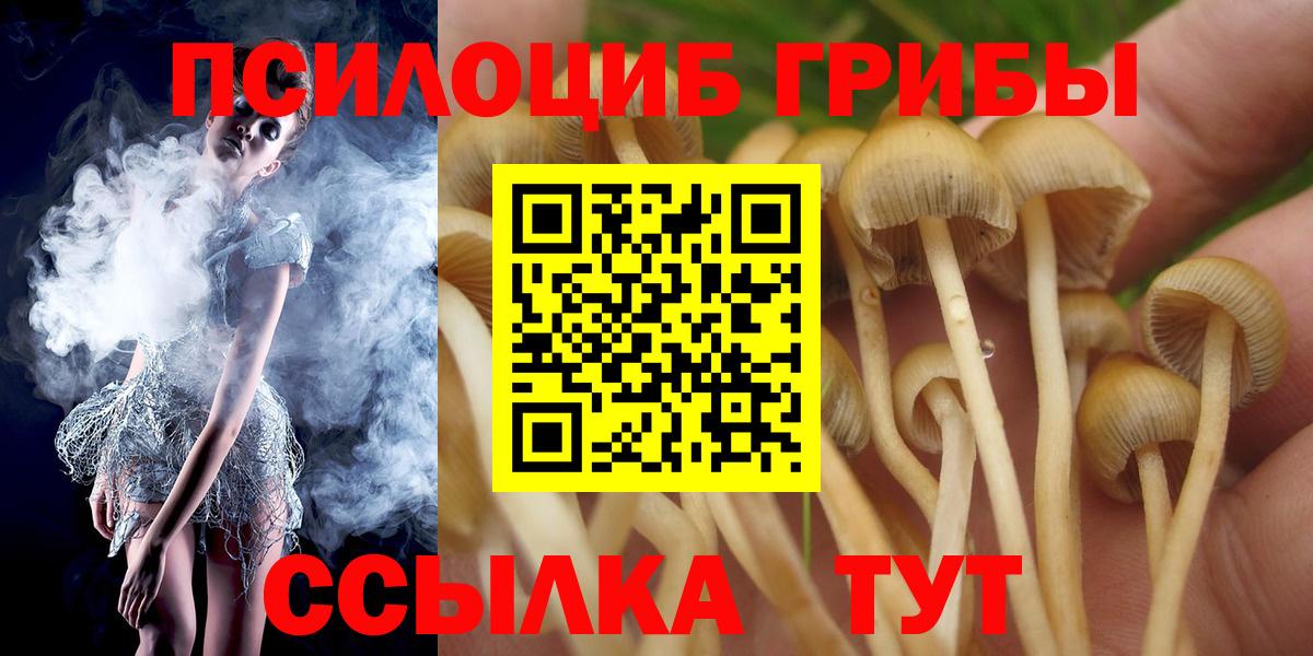 Псилоцибиновые грибы Psilocybe Ачинск